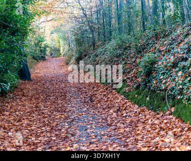 Sentier boisé couvert de feuilles en automne, bordé de lierre, de mousse et d'arbres, créant une passerelle saisonnière paisible avec un feuillage orange et brun chaud. Banque D'Images
