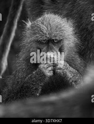 Portrait en gros plan en noir et blanc d'un babouin montrant sa texture de fourrure détaillée et son expression faciale intense, capturés dans son habitat naturel. Banque D'Images