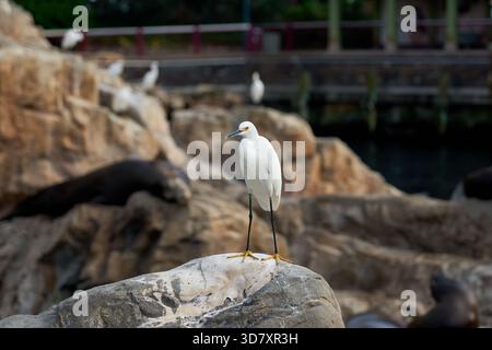 L'aigrette blanche enneigée se dresse sur un rocher dans un habitat côtier rocheux. Les lions de mer flous et les oiseaux reposent sur les pierres dans le fond mou. Banque D'Images