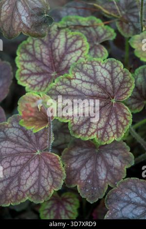Motif complexe de veines violettes sur la feuille verte des cloches de corail, Heuchera 'Green Spice', dans un jardin. Banque D'Images