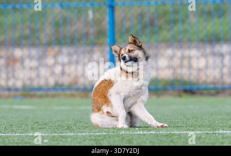 un chien mongrel sur un terrain de sport Banque D'Images