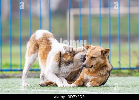 un chien mongrel sur un terrain de sport Banque D'Images