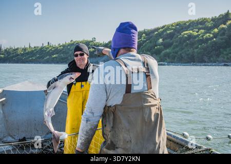 Pêcheur commercial tenant un petit requin capturé dans un filet maillant sur un bateau, île Kalgin, Alaska. Banque D'Images