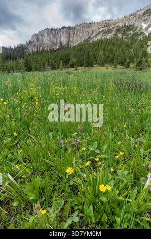 Buttercup et shootingstars fleurissent dans une prairie dans le Bob Marshall Wilderness, Montana, États-Unis. Banque D'Images