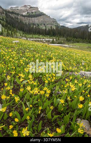 Les lis et les papillons des glaciers fleurissent dans un pré de la Bob Marshall Wilderness, Montana, États-Unis. Banque D'Images