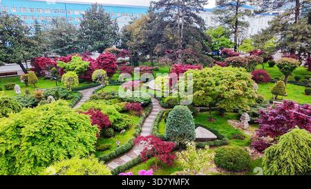Drone vue sur le JARDIN JAPONAIS À Batumi avec des feuilles rouges d'érable japonais (en mai !) ET les chemins de JARDIN et les fleurs de Rododendron (couleur rose) Banque D'Images