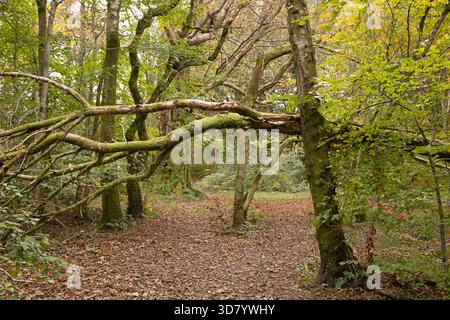 Sentier bloqué dans le Balloch Castle Country Park, dans le Loch Lomond et le parc national Trossachs, en Écosse. Les feuilles tombées sont éparpillées. Banque D'Images
