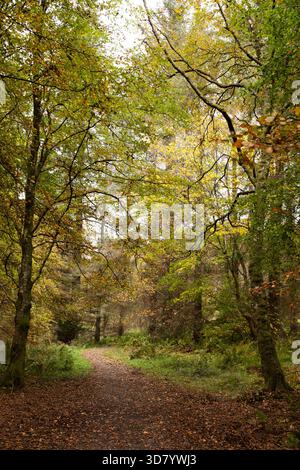 Sentier pédestre dans le Balloch Castle Country Park, dans le Loch Lomond et le parc national Trossachs, en Écosse. Des feuilles tombées sont éparpillées sur le sentier Banque D'Images
