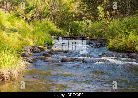 Ruisseau peu profond coulant sur des roches lisses à travers une forêt verdoyante, Alaska Banque D'Images
