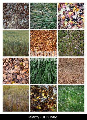 Collection de fonds de feuilles et d'herbe Banque D'Images