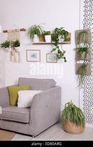 Belle chambre avec fauteuil et différentes plantes d'intérieur Banque D'Images