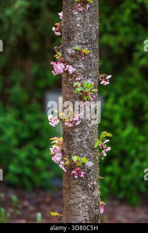 Fleurs de cerisier poussant directement à partir de l'écorce d'arbre Banque D'Images