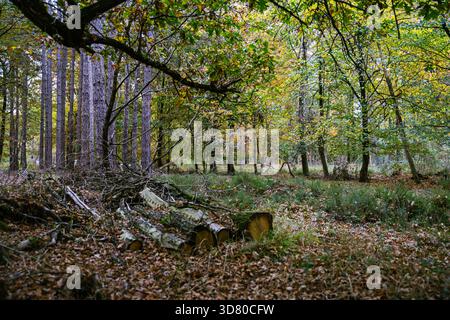 De grands pins dans une forêt avec des troncs minces et droits et des aiguilles vertes denses. Le sol est couvert de feuilles sèches et d'arbustes. Banque D'Images