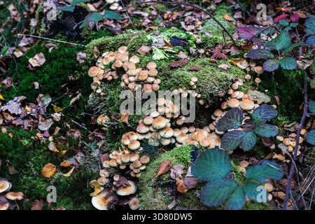 Un groupe de petits champignons jaunes brunâtres poussant sur une vieille souche couverte de mousse vert vif dans une forêt, parmi les feuilles tombées. Banque D'Images