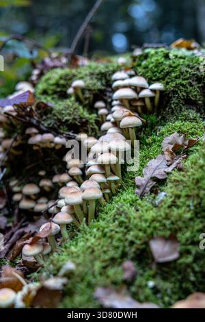 Un groupe de petits champignons jaunes brunâtres poussant sur une vieille souche couverte de mousse vert vif dans une forêt, parmi les feuilles tombées. Banque D'Images