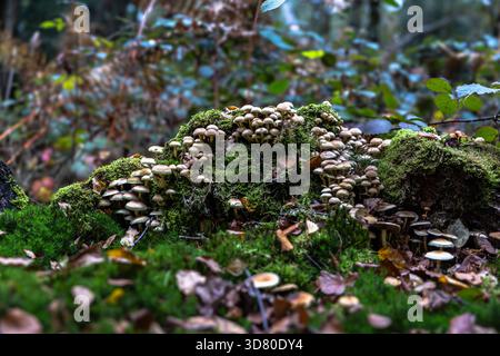 Un groupe de petits champignons jaunes brunâtres poussant sur une vieille souche couverte de mousse vert vif dans une forêt, parmi les feuilles tombées. Banque D'Images