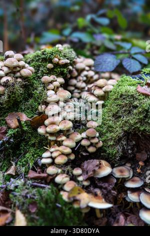 Un groupe de petits champignons jaunes brunâtres poussant sur une vieille souche couverte de mousse vert vif dans une forêt, parmi les feuilles tombées. Banque D'Images