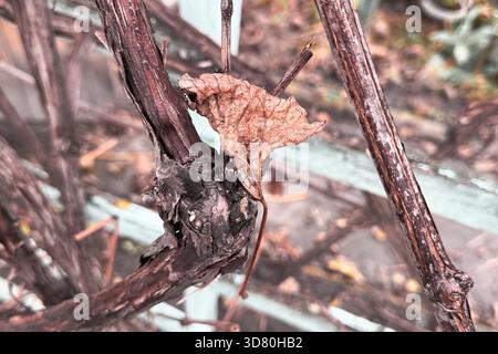 Gros plan de vieilles branches de vigne. Banque D'Images