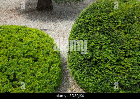 Arbre d'if de forme sphérique dans un petit jardin Banque D'Images