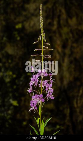 Une plante de mauvaise herbe à feu unique fleurit contre le tronc d'arbre brûlé dans Glacier Banque D'Images