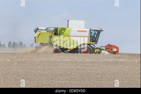 Grande moissonneuse-batteuse conduisant à travers un champ de blé d'hiver prêt pour la récolte, sans herbes sauvages, agriculture conventionnelle, Allemagne, Bavière Banque D'Images