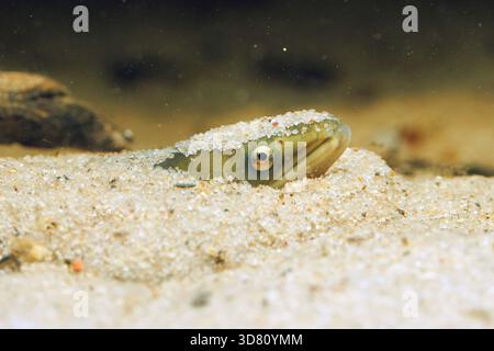 Anguille, anguille européenne, anguille de rivière (Anguilla Anguilla), enterrée dans le sable, jetant un coup d'œil avec sa tête, Allemagne Banque D'Images