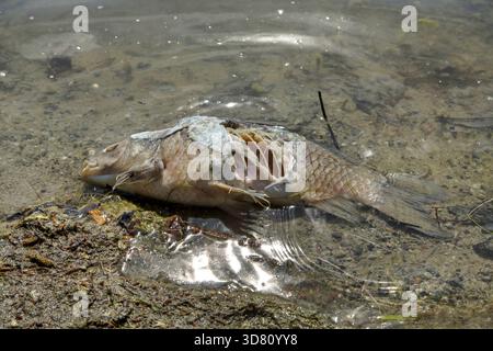 Carpe, carpe commune, carpe européenne (Cyprinus carpio), poissons morts au bord de l'eau, Allemagne Banque D'Images