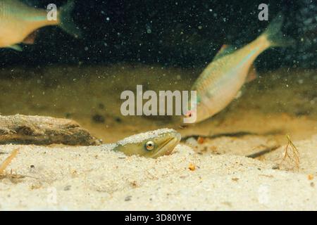 Anguille, anguille européenne, anguille de rivière (Anguilla Anguilla), enterrée dans le sable, jetant un coup d'œil avec sa tête, traquant de petits poissons, Allemagne Banque D'Images