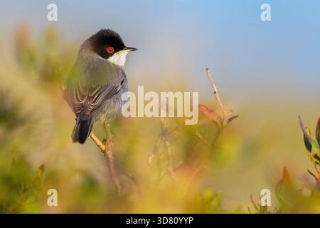 Paruline sarde (Curruca melanocephala, Sylvia melanocephala), mâle perché sur une branche, Espagne Banque D'Images
