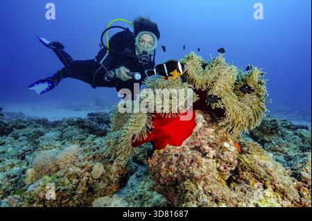 Plongeur regarde une magnifique anémone illuminée (Radianthus crispa) anciennement (Heteractis crispa) anémone en cuir anémone de Maurice, Océan Indien, Mauri Banque D'Images