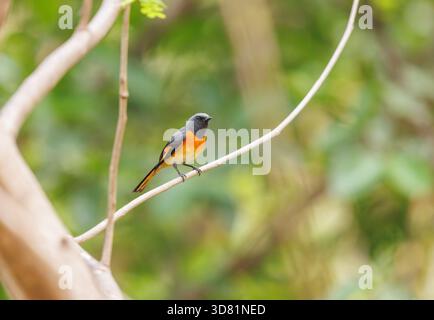Petit Minivet perché sur un arbre en Thaïlande Banque D'Images
