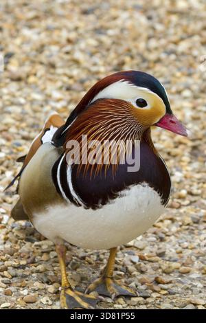 Gros plan macro canard mandarin Banque D'Images