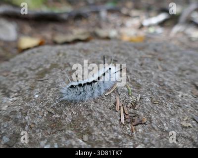 Tussock Moth chenille rampant sur la surface rocheuse Banque D'Images
