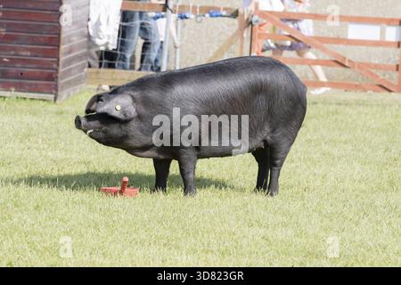 Harrogate, Yorkshire du Nord, Royaume-Uni. 15 juillet, Pig étant jugé au Great Yorkshire Show 15 juillet 2015 à Harrogate dans le North Yorkshire, Angleterre, Unit Banque D'Images