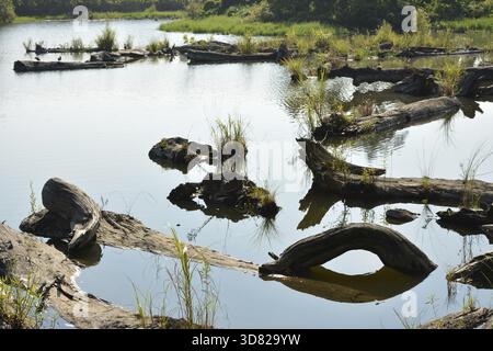Bassin, tourné à la culture forestière Luodong Jardin, Yilan county Banque D'Images