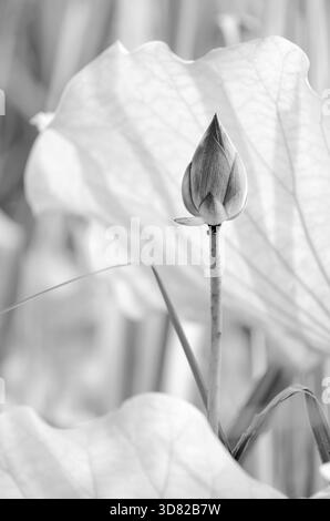 Paysage de fleur de lotus dans la ferme dans le ton noir et blanc Banque D'Images