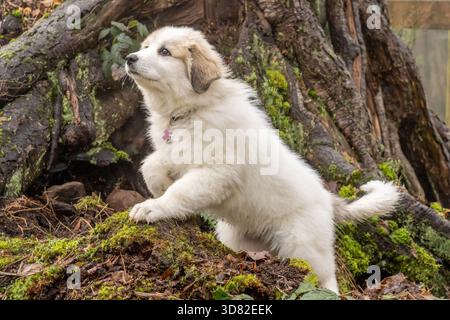 Issaquah, Washington, USA. Dix semaine grand Pyrénées chiot posant devant un grand tronc d'arbre. (PR) Banque D'Images