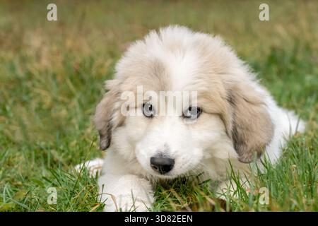 Issaquah, Washington, USA. Dix semaine grand Pyrénées chiot repose dans l'herbe. (PR) Banque D'Images