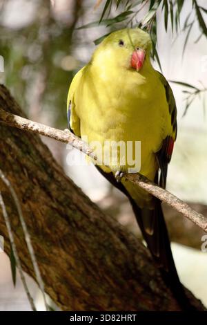 Le perroquet Régent mâle a une apparence jaune générale avec la queue et les bords extérieurs des ailes étant bleu foncé-noir. Banque D'Images