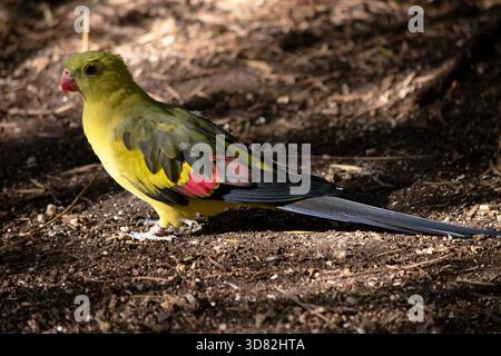 Le perroquet Régent mâle a une apparence jaune générale avec la queue et les bords extérieurs des ailes étant bleu foncé-noir Banque D'Images