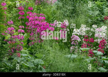 Scène de jardin humide, habitat de zone humide avec des plantes aimant l'humidité. Fleurs Primulas Candelabra, différentes couleurs Candelabra Primrose Lush Garden Banque D'Images