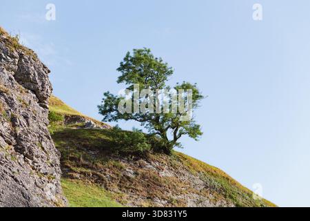 Un arbre solitaire pousse d'une colline rocheuse dans le Peak District, debout contre un ciel bleu clair avec des falaises accidentées et la lumière chaude du soir. Banque D'Images