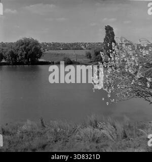 District de Slavyansk, Ukraine, URSS - 1982 : une vue rapprochée d'un bouquet de fleurs de camomille sauvage tenu sur fond de paysage pittoresque à la pêche de Donrybkombinat. Les fleurs blanches sont très nettes, contrastant avec le fond flou avec un étang calme, des arbres et un établissement rural sur la colline lointaine. Cette photo d'archives en noir et blanc capture la beauté de la nature, l'atmosphère estivale et les paysages idylliques de la paisible région industrielle du Donbass. Banque D'Images