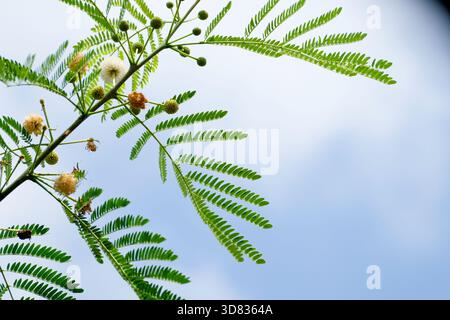 Gros plan de la fleur de pétai cina ou de l'arbre de plomb (Leucaena leucocephala) Banque D'Images