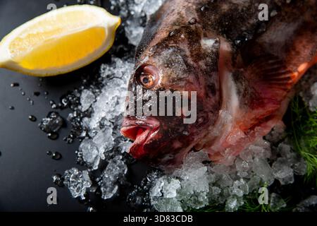Lompe crue fraîche sur glace avec aneth et coin de citron sur fond noir. Gros plan sur les fruits de mer de haute qualité, vue de dessus, espace de copie. Banque D'Images