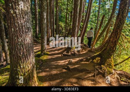 Randonneur à Ancient Groves Trail, forêt ancienne au-dessus de la rivière sol Duc dans le parc national olympique, péninsule olympique, État de Washington, États-Unis Banque D'Images