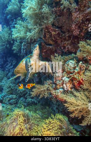 Tortue de mer nageant parmi les coraux et les anémones sur un récif tropical coloré avec des poissons-clowns dans l'eau bleu clair de l'océan. Banque D'Images