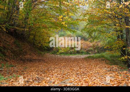 Un chemin forestier couvert de feuilles mène à une forêt d'automne lumineuse Banque D'Images