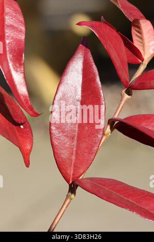 Gros plan simple étoile d'hiver rouge pourpre vif feuille de jasmin. Trachelospermum jasminoides Banque D'Images