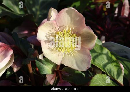 Simple gros plan blush rose crème fleur de rose de Noël avec centre jaune. Helleborus × ericsmithii HGC Malory ('Coseh 780'PBR) Banque D'Images